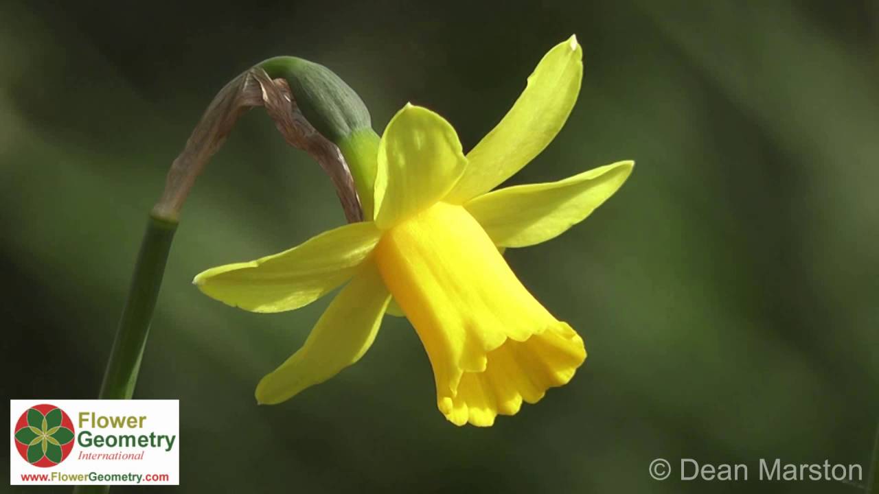 Flower Geometry International - Dean Marston 2016