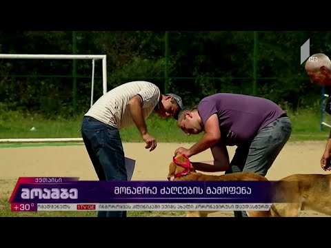 მონადირე ძაღლების გამოფენა ქუთაისში