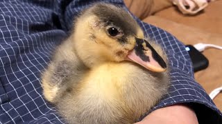The Relaxing Duckling With The Owner (Our Pet Call Duck)