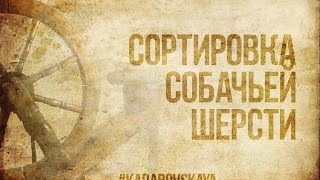 видео: Сортировка собачьей шерсти перед прядением картинка: Сортировка собачьей шерсти перед прядением