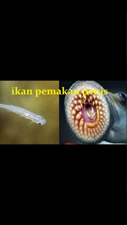 Fakta candiru, si ikan pemakan penis yang lebih berbahaya dari piranha #fakta #shorts #ikan