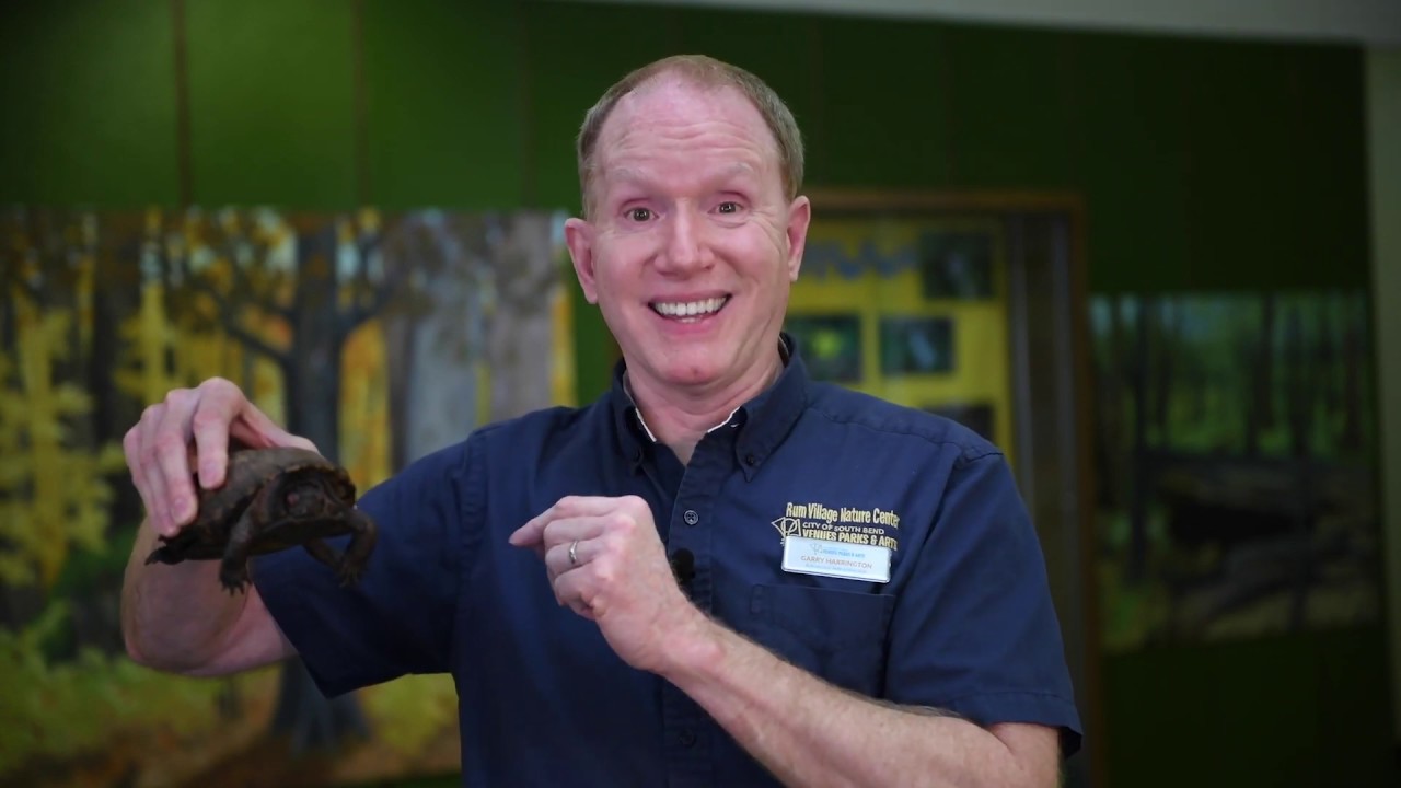 Rum Village Nature Center Box Turtles YouTube