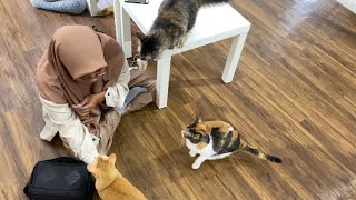 Cat cafe dengan 23 ekor kucing di bsd 😱 lucu banget gak kuat, kucing rescue semua by Oco Nugroho 333 views 10 months ago 8 minutes, 1 second