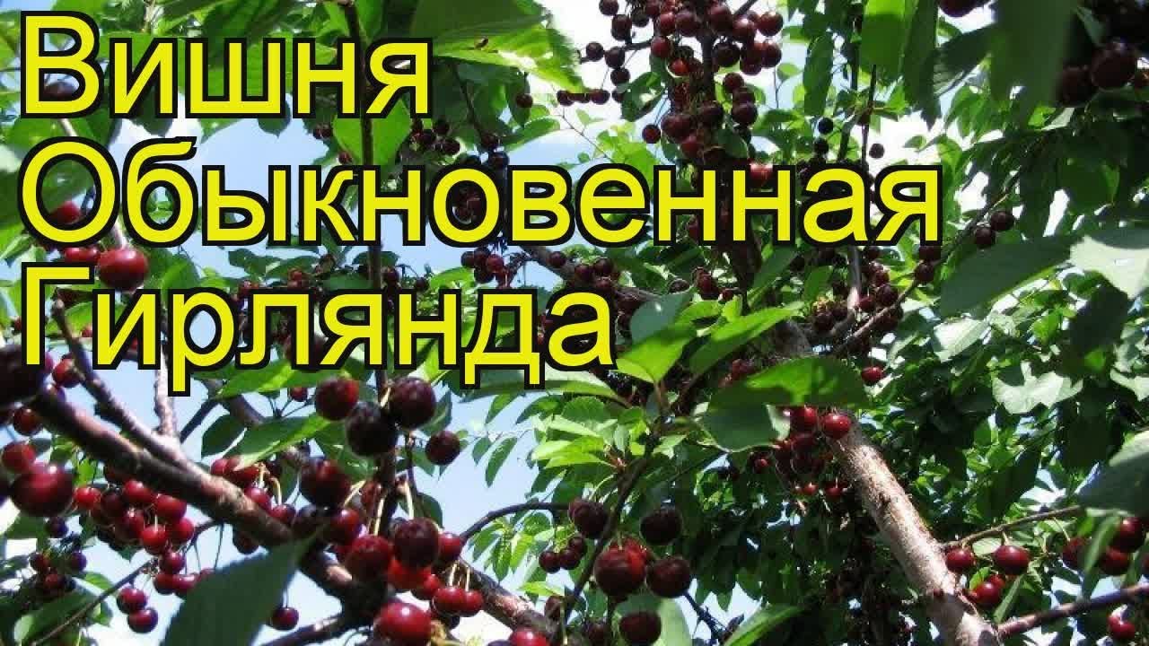 Вишня гирлянда. Вишня обыкновенная гирлянда. Сорт вишни гирлянда. Черешня гирлянда описание. Вишня гирлянда описание сорта.