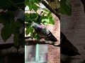 Graceful Pigeons #3,863 #shorts #pigeon #bird #birds #peaceful #youtubeshorts #kabootar #shortvideo