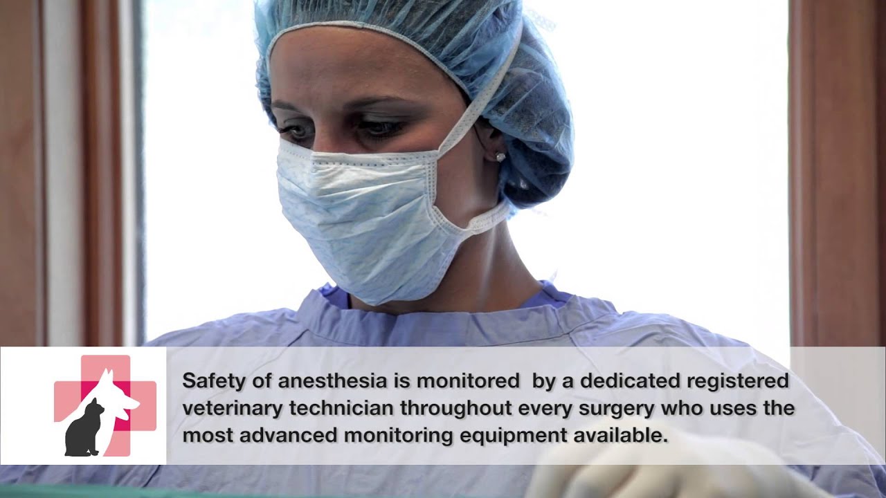 Informational Videos | Cleveland Road Animal Hospital