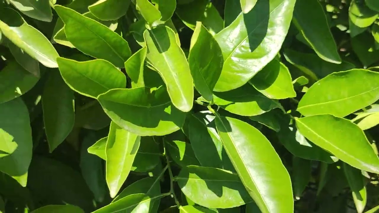 برنامج تسميد اشجار الطومسون ( thomson bofin🌿🌳🍊) شهر ماي_جوان  ولاية ڨالمة 🇩🇿