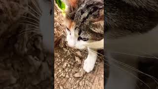 #gatos #gato #cat #shortsviral #shortvideos #viral #pets #update #latesupdates #shorts #love #cute