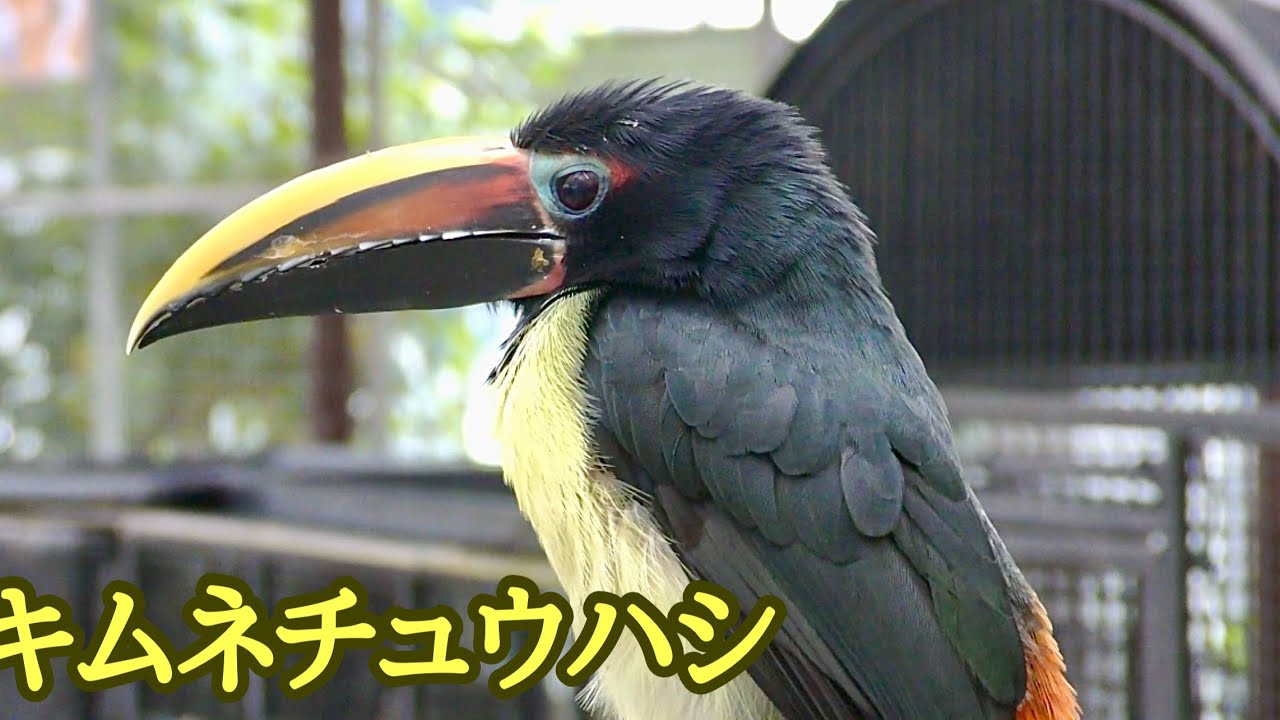 Yellow-headed Toucan: Males have black heads, females have red