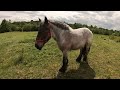 БЕЛЬГІЙКА ЕЛЬЗА/Коні Ваговози/draft horses/horses in Ukraine