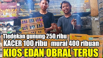 Bahaya !! obral harga burung gak mikir rugi, yang penting laku pasar Pramuka