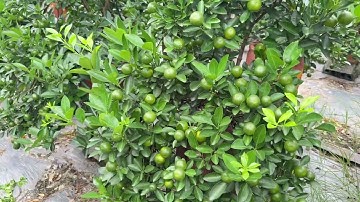 Quất tết chờ anh em kết nối 