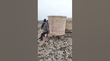 Manual loading of bundled straw for transportation