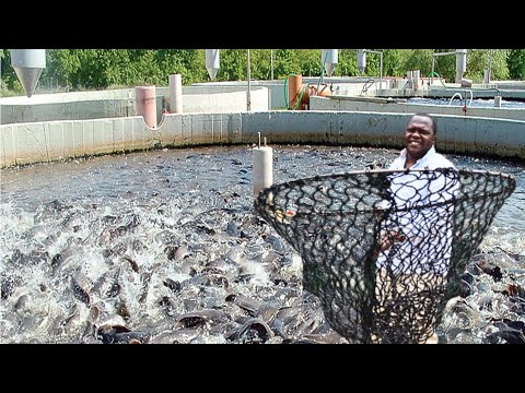 THE FISH FARMER KEEPING THOUSANDS OF CATFISH | VERY SMALL SPACE USED