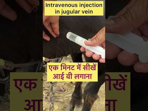 Intravenous injection in jugular vein l dr umar khan