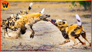 15 Crazy Moments! Hyenas vs Wild Dogs Battle to the Bitter End | Animal World