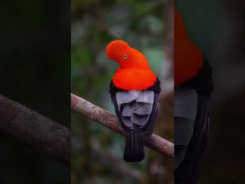 鸿运当头 摄影师蹲守18天终于拍到 鸿运当头鸟 有幸看到 2025祝你以及全家鸿运当头 万物皆有灵性 野生动物零距离 摄影师巧用角度拍下神奇动物