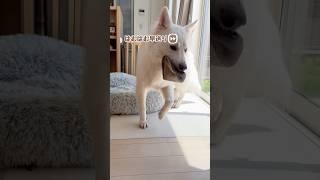 大型犬のスリッパ返却方法は…【ホワイトシェパード】　#shorts