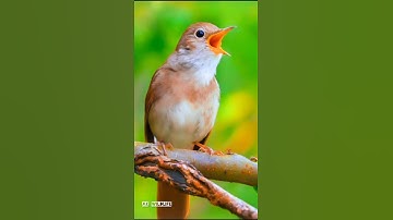 Singing nightingale  || The best bird song || #shorts #birds