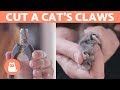 How to Cut a Cat's Nails? 🐱 STEP-BY-STEP Guide