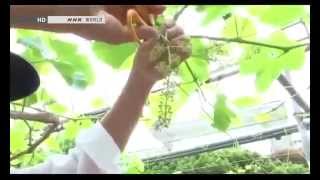 How Do Seedless Grapes Grow | BEGIN Japanology | screenshot 2