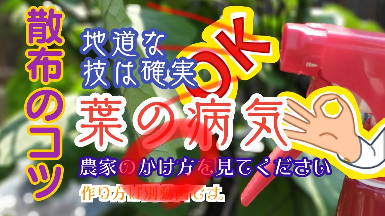 落ちてる茄子 Do it now] Cut this part of the eggplant before it gets