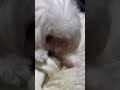 Craving Satisfied 😂😂/Chew Toy for Dogs 🐕 #cutedog #youtubevideo #shortsfeed #shorts