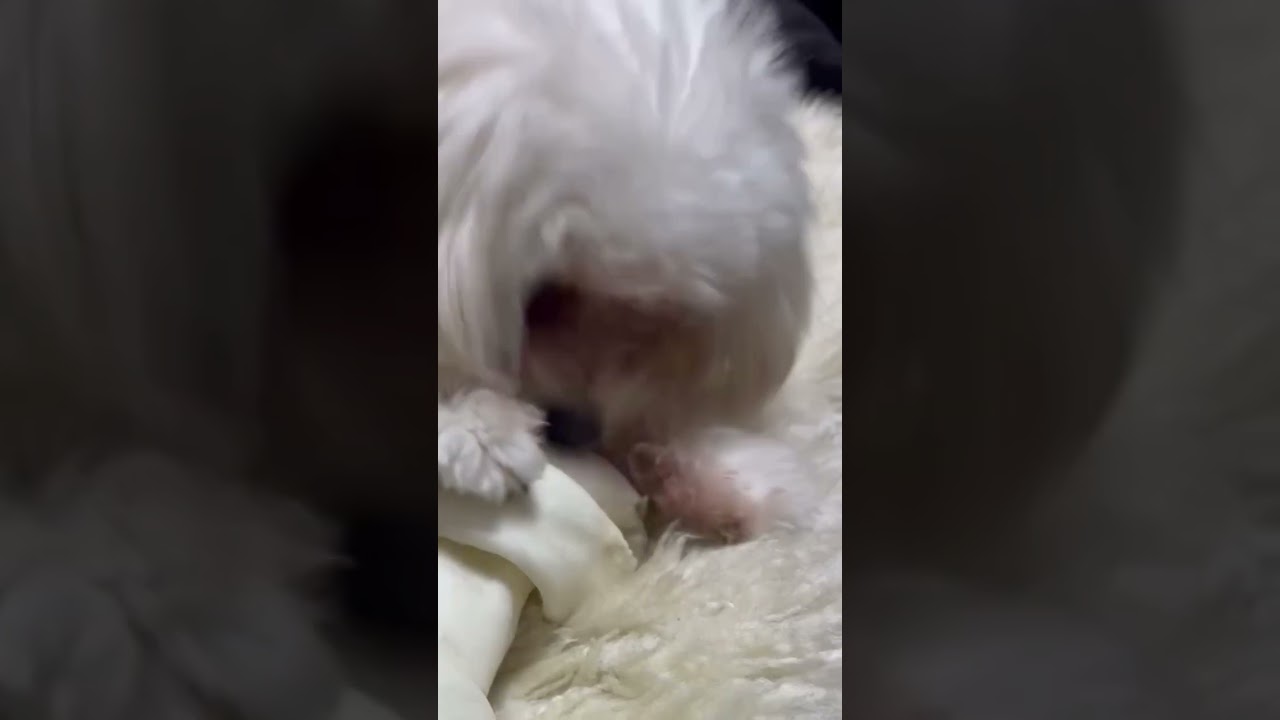 Craving Satisfied 😂😂/Chew Toy for Dogs 🐕 #cutedog #youtubevideo #shortsfeed #shorts