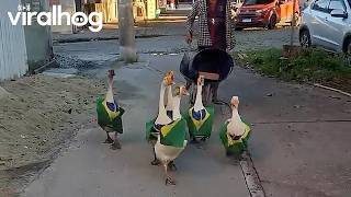 Man Spotted Walking With His Pet Geese || ViralHog