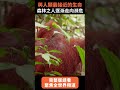 【精選】樹梢驚現騷動！直擊婆羅洲野生紅毛猩猩 抓癢、打架、哺乳珍貴畫面｜與人類基因相似度96.4％ 卻將消失在地球上？｜聚焦全世界｜舒夢蘭