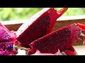 Hechos del Agro - Cultivo de Pitahaya