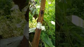 pembukaan sisip tempel batang di usia 10 hari