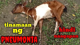 pagkamatay ng alagang kambing /pneumonia silent killer