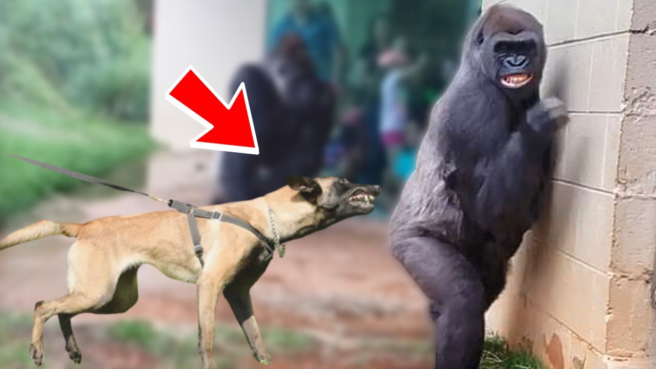 30 Times Animals Messed With The Wrong Opponent