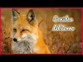 SONIDOS del ZORRO (30 minutos) 🦊🎶🔊