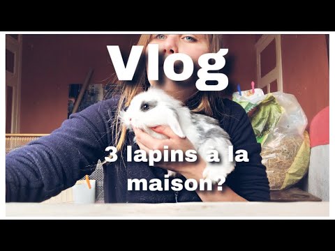 VLOG---L'ARRIVE-D'UN-TROISIEME-LAPIN