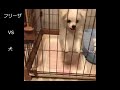 フリーザVS犬『FreezaVSDog』