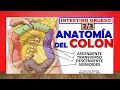 Anatomía del COLON, (Intestino Grueso 2/3) ¡Fácil Explicación!