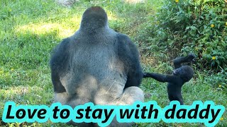 Baby gorilla Jabali recently likes to follow and play with daddy / 金剛寶寶Jabali最近喜歡跟爸爸玩