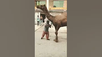 || Danger Camel 😜 || Qurbani 2021 || #danger #qurbani #2021 || Huraira Shahid Cow MANDI VLOG ||