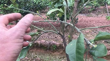 Thăm Vườn Bưởi Ruby Ăn Quả Lớn Tại Miền Bắc/Thang bom vlog