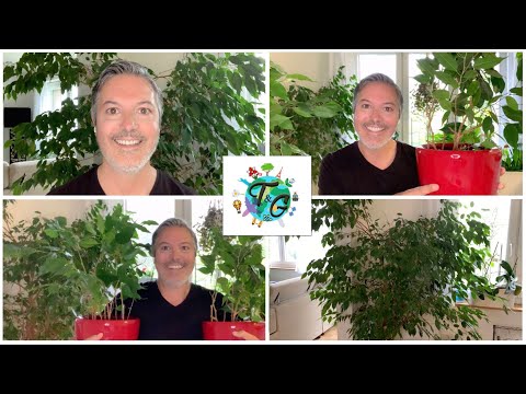 Video: Ficus Benjamin: poda y cuidado