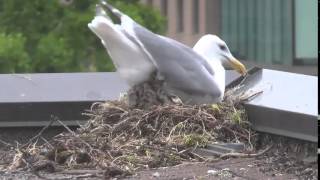 The CID-Gull, July 2014:  Part 2/3