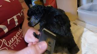 How to trim and bath your silver toy poodle puppy