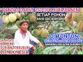 Kampung Durian Tersubur❗Meraup 150-270 Juta Setiap Panenya