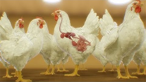 Animal Health Animation - Feed Additive