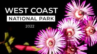 Beautiful flowers in bad weather - West Coast national Park - 2022