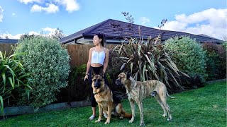 Day in the Life of a German Shepherd by Vanessa W 2,065 views 1 year ago 8 minutes, 1 second