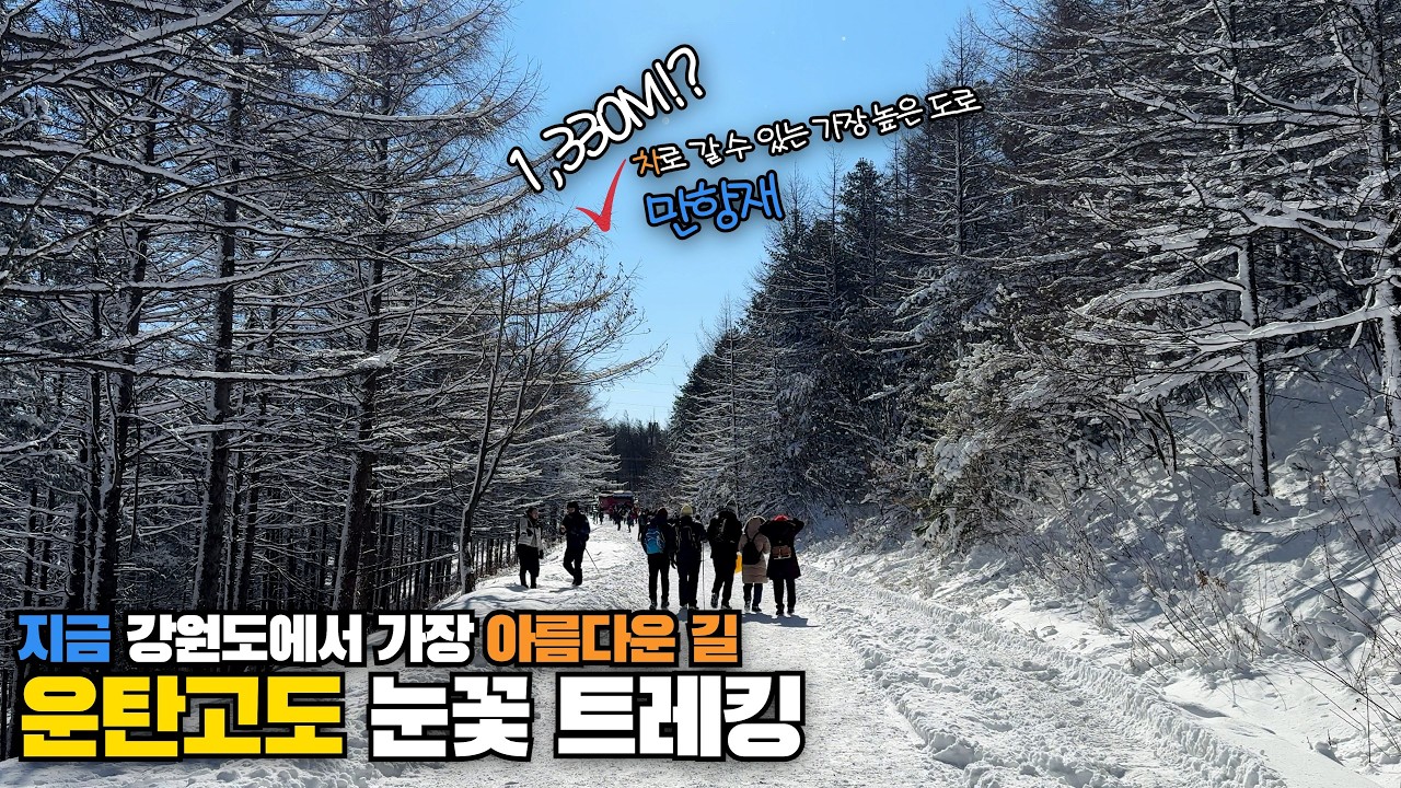 지금 강원도에서 가장 아름다운 길, 운탄고도 눈꽃 트레킹 | 만항재 설경❄️