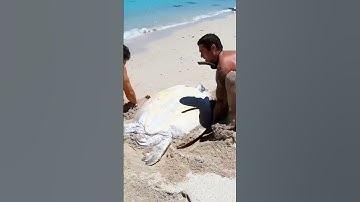 Thumbnail of Man Finds Giant Turtle Stranded on the Beach #gamtng